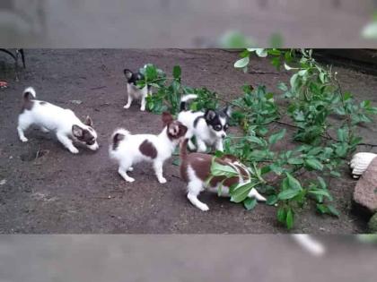 Lustige verspielte Chihuahua Welpen
