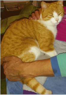 Kater rot/weiß vermisst