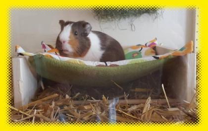 Relax-Hängematte für Meerschweinchen Kleintiere