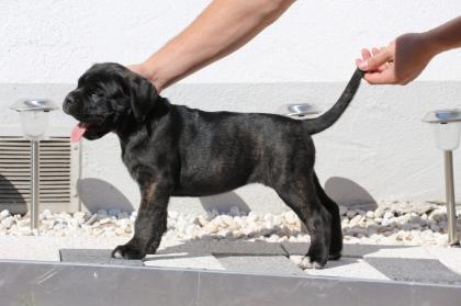 Wunderschöne Cane Corso Welpen grau/blau und schwarz