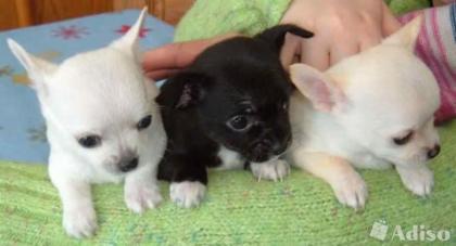 SUPER Chihuahua Welpen in Kurzhaar VDH/FCI. Klasse statt Masse