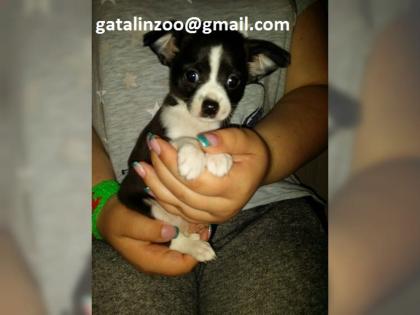 Husky Hündin 12 Wochen ist Abgabe bereit. j