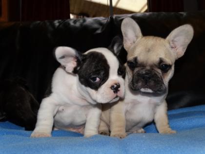 FRANZÖSISCHE BULLDOGGEN WELPEN GECHIPT ENTWURMT GEIMPFT