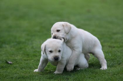 Charming männliche und weibliche Labrador Retriever Welpen