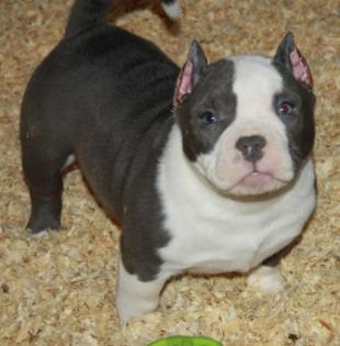 Kräftige Pitbull Blue Line Welpen 2 Rüden 2 Weibchen