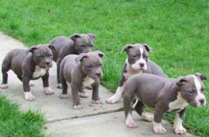 American Bully Welpen XXL Blueline