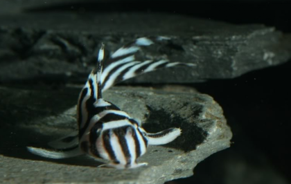 Gute Sammlung exotischer Wels Pleco