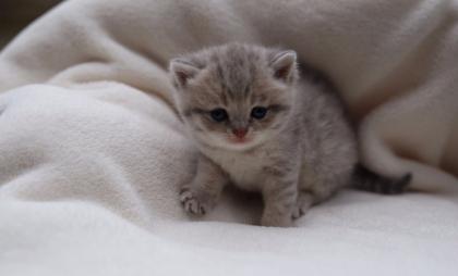 BKH/Scottisch fold Kitten