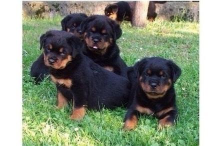 Kräftige Rottweilerwelpen