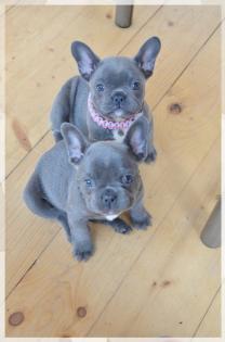 Blaue Französische Bulldogg reinrassig