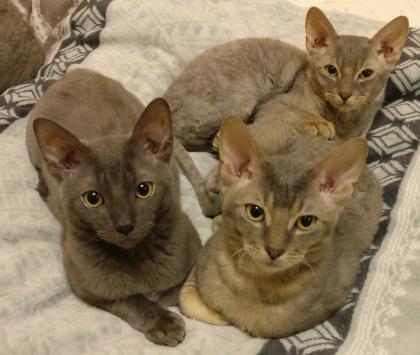 Sehr seltene German Rex Kitten vom Vereins Züchter mit Papieren