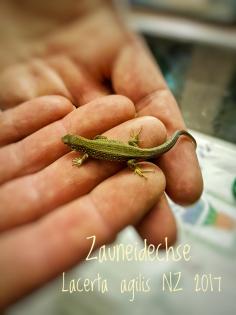 Zauneidechsen Lacerta agilis NZ 2022