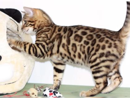 Bengalkatzen weiblich mit papiere