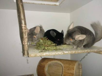 Chinchilla - Blue Sancho Milo