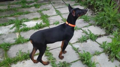 Liebe Dobermann Welpen reinrassig aus liebevoller Aufzucht mit Papiere