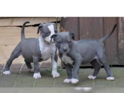 Pitbull Welpe APBT 12 Wochen alt weiß