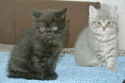 Britisch Kurzhaar. Kätzchen katzenbabys babys Rassekitten Kitten Katzen z