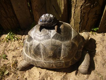 Aldabrachelys gigantea Seychellen Riesenschildkröte 2022