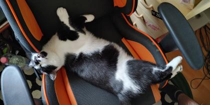 Schwarz-weißer Kater aus Kiel-Mettenhof wird seit dem 25. 08. 2022 stark vermisst