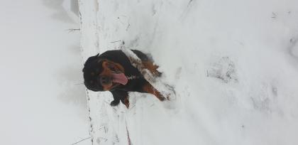 Suche Hundedame für mein Rotti