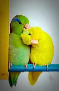Hallo suche 2 blaugenick Sperlingspapageien Pärchen weibliche u männliche
