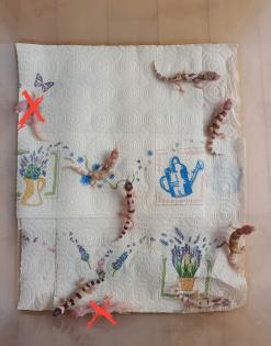 Leopardgecko Weibchen 2022 0. 1 Radar