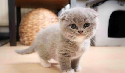 7 Scottish Fold Kätzchen mehrfarbig