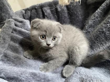 3x süße Scottish Fold Kitten ab 02. 08.