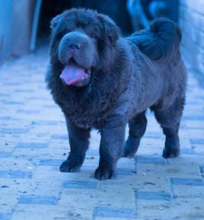 Reinrassige Shar Pei Bear Blaue Cout
