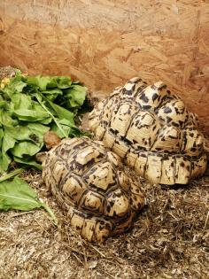 1 1 Panther-Schildkröten