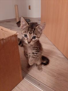2 Babykatzen