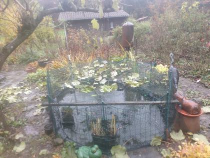 SOS 2 Goldfische 2 Schwarzfische zu verschenken- Leck im Teich
