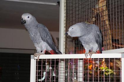 2 junge männliche Gruapapagein aus Naturbrut