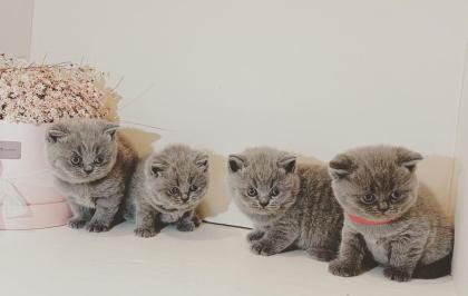 6 BSH Kitten Geboren 10 2022