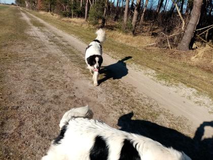 Landseer Deckrüde