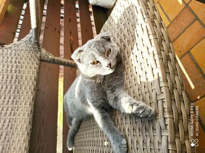 Hübscher Scottish Fold mix Kater