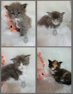 Traumhafte Maine Coon Kitten mit Stammbaum