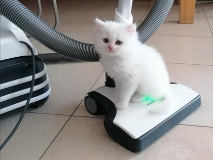 Perser Kitten Kätzchen