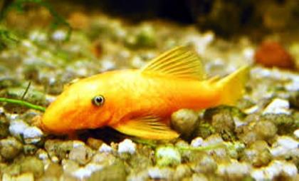 L 144 Ancistrus sp. Goldener Antennenwels mit blauen Augen
