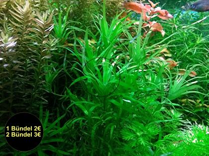 Seegrasblättriges Trugkölbchen Bündel Wasserpflanzen Versand/ Abholung