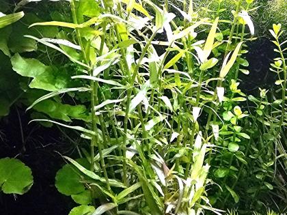 Aquarien - Bambus Bündel Aquarienpflanzen Versand/ Abholung