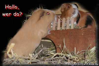 Meerschwein Baby-Nachwuchs Alpaka Peruaner Merino und Cornet Meerschweinchen