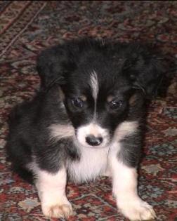 Border Collie Welpen