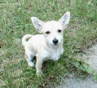 Chihuahua-Pinscher-Welpe 5 Monate