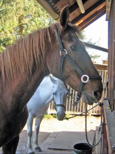 Reitunterricht Ponyreiten Ausritte in 835