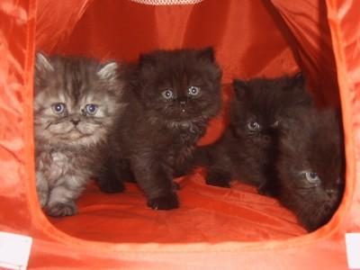 Perserbabys