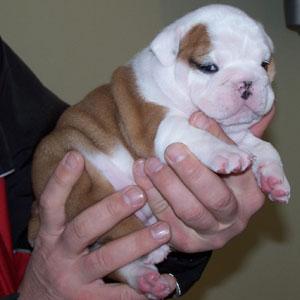Süße englische junge Bulldogge-Hunde zum Verkauf