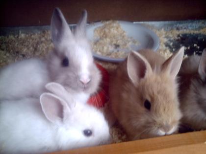 Löwenkopfkaninchen 4 stück suchen liebe Besitzer