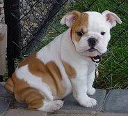 Reizendes Bulldoggenhundchen das ein Heim braucht