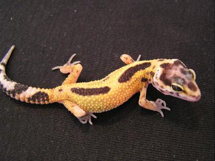 Leopardgeckonachzuchten von 2022